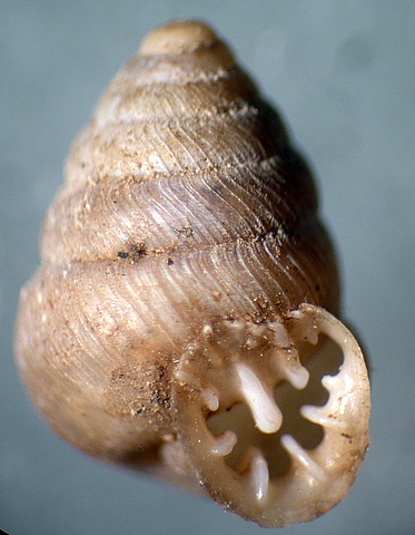 Walklea rossmaessleri (Rossmssler, 1839)